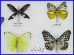 20 vrais papillons préparés comme murale vitrine taxidermie A-20-o-15 20 vrais papillons préparés comme murale vitrine taxidermie A-20-o-15
