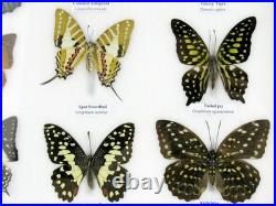 20 vrais papillons préparés comme murale vitrine taxidermie A-20-o-15