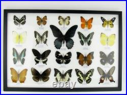 20 vrais papillons préparés comme murale vitrine taxidermie A-20-o-16