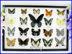 20 vrais papillons préparés comme murale vitrine taxidermie A-20-o-16