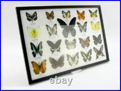 20 vrais papillons préparés comme murale vitrine taxidermie A-20-o-16