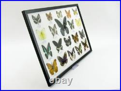 20 vrais papillons préparés comme murale vitrine taxidermie A-20-o-16