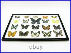 20 vrais papillons préparés comme murale vitrine taxidermie A-20-o-16