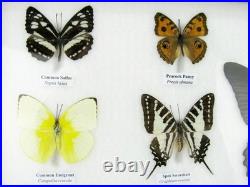 20 vrais papillons préparés comme murale vitrine taxidermie A-20-o-16