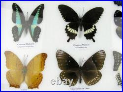 20 vrais papillons préparés comme murale vitrine taxidermie A-20-o-16