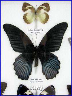 20 vrais papillons préparés comme murale vitrine taxidermie A-20-o-16