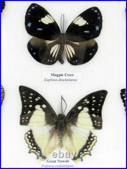 20 vrais papillons préparés comme murale vitrine taxidermie A-20-o-16