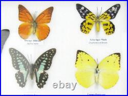 20 vrais papillons préparés comme murale vitrine taxidermie A-20-o-16