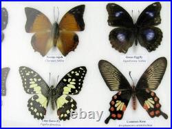 20 vrais papillons préparés comme murale vitrine taxidermie A-20-o-16