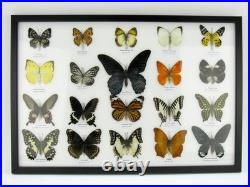 20 vrais papillons préparés comme murale vitrine taxidermie A-20-o-18