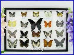 20 vrais papillons préparés comme murale vitrine taxidermie A-20-o-18