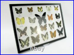 20 vrais papillons préparés comme murale vitrine taxidermie A-20-o-18
