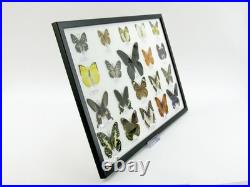 20 vrais papillons préparés comme murale vitrine taxidermie A-20-o-18