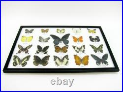 20 vrais papillons préparés comme murale vitrine taxidermie A-20-o-18