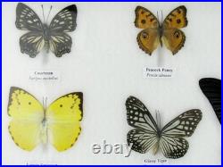 20 vrais papillons préparés comme murale vitrine taxidermie A-20-o-18