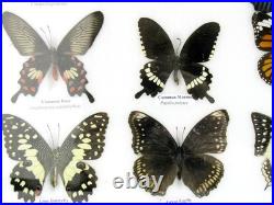 20 vrais papillons préparés comme murale vitrine taxidermie A-20-o-18
