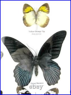20 vrais papillons préparés comme murale vitrine taxidermie A-20-o-18 20 vrais papillons préparés comme murale vitrine taxidermie A-20-o-18