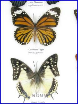 20 vrais papillons préparés comme murale vitrine taxidermie A-20-o-18
