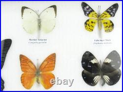 20 vrais papillons préparés comme murale vitrine taxidermie A-20-o-18 20 vrais papillons préparés comme murale vitrine taxidermie A-20-o-18