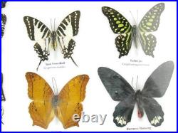 20 vrais papillons préparés comme murale vitrine taxidermie A-20-o-18