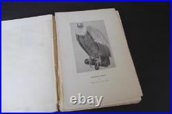 (219B) Nouveaux procédés de TAXIDERMIE Le Comte Alléon 1898
