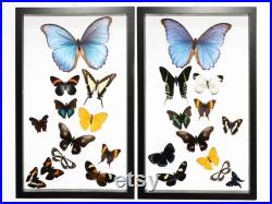 24 Count Real Framed Butterflies (32x20) 2 Morpho 22 Mixed Butterflies