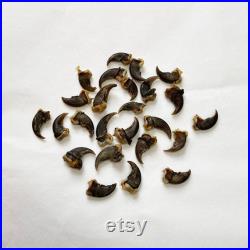 25 Griffes de Raton Laveur 25 Raccoon claws