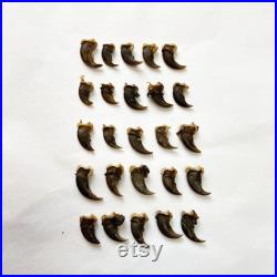 25 Griffes de Raton Laveur 25 Raccoon claws