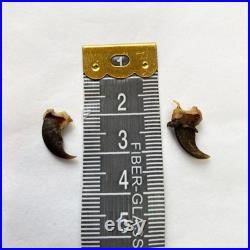 25 Griffes de Raton Laveur 25 Raccoon claws