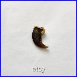 25 Griffes de Raton Laveur 25 Raccoon claws