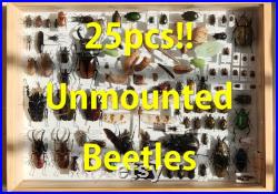 25pcs Random BEETLES (non monté) -Sèche-insectes taxidermie, cerf coléoptère, long-cornabée, scarabée bijoux, dorcus, lucanus, fête des pères