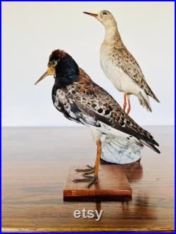 2 sublimes specimens of taxidermy birds stuffed bird tassidermia wunderkammer curiosity cabinet nature taxidermie