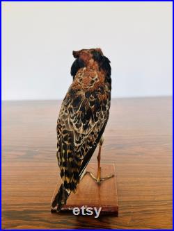2 sublimes specimens of taxidermy birds stuffed bird tassidermia wunderkammer curiosity cabinet nature taxidermie