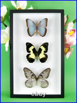 3 beaux papillons magnifiques Coffret 3D Showcase Taxidermie Entomologie 05