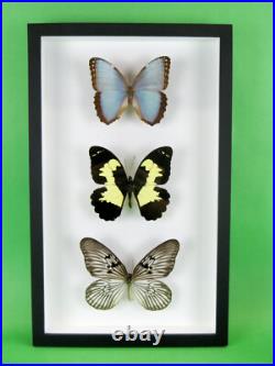 3 beaux papillons magnifiques Coffret 3D Showcase Taxidermie Entomologie 05 3 beaux papillons magnifiques Coffret 3D Showcase Taxidermie Entomologie 05
