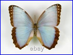 3 beaux papillons magnifiques Coffret 3D Showcase Taxidermie Entomologie 05