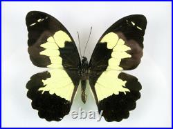 3 beaux papillons magnifiques Coffret 3D Showcase Taxidermie Entomologie 05