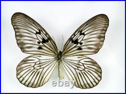 3 beaux papillons magnifiques Coffret 3D Showcase Taxidermie Entomologie 05