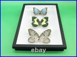 3 beaux papillons magnifiques Coffret 3D Showcase Taxidermie Entomologie 05