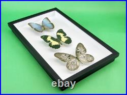 3 beaux papillons magnifiques Coffret 3D Showcase Taxidermie Entomologie 05