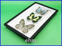 3 beaux papillons magnifiques Coffret 3D Showcase Taxidermie Entomologie 05