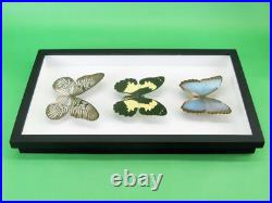 3 beaux papillons magnifiques Coffret 3D Showcase Taxidermie Entomologie 05