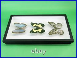 3 beaux papillons magnifiques Coffret 3D Showcase Taxidermie Entomologie 05