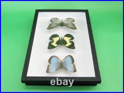3 beaux papillons magnifiques Coffret 3D Showcase Taxidermie Entomologie 05