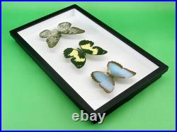 3 beaux papillons magnifiques Coffret 3D Showcase Taxidermie Entomologie 05