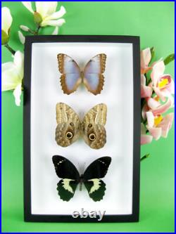 3 beaux papillons magnifiques Coffret 3D Showcase Taxidermie Entomologie 14
