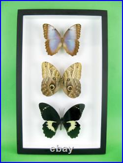 3 beaux papillons magnifiques Coffret 3D Showcase Taxidermie Entomologie 14