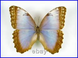 3 beaux papillons magnifiques Coffret 3D Showcase Taxidermie Entomologie 14