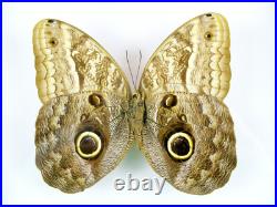 3 beaux papillons magnifiques Coffret 3D Showcase Taxidermie Entomologie 14