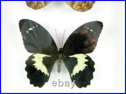 3 beaux papillons magnifiques Coffret 3D Showcase Taxidermie Entomologie 14